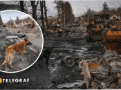 Трагедия в Буче