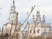 Верба на тлі церкви