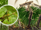 Опасный вредитель уничтожает растительность в одной из областей Украины - под угрозой и другие регионы (видео)