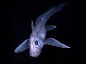 Глибоководна химера (ілюстративне фото)