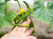 Огурцы отблагодарят за заботу