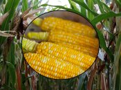 Как сажать кукурузу через рассаду