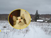 Село, здивований кіт