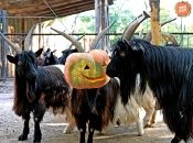 Звірі раді святу