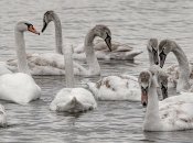 Лебеди на водоеме