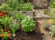 Що потрібно і не можна садити поряд із базиліком