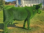 Зеленые коровы невозможны в природе