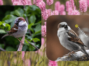 Колаж "Телеграфу"