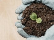 Есть два способа, как приготовить подкормку для рассады