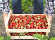 Цей розчин підвищить урожайність полуниці у 5 разів