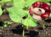 Фасоль часто страдает от жуков и прочих вредителей