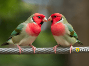 Залишатися зі своїм партнером — найголовніша цінність для цих знаків