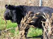 Медведь Ямполь после контузии пришел в себя, дальше он будет жить за границей