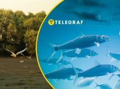 Птицы "рыбалили" в Черкассах