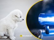 У Києві чоловік побив цуценя