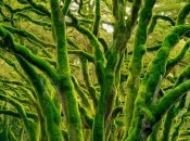 Мох на деревьях может угрожать их здоровью (изображение создано с помощью ИИ)