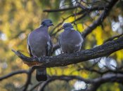 Припутни из семьи голубых