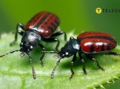 Вредители могут поесть ваши листья