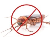 Простий спосіб прогнати комах з дому