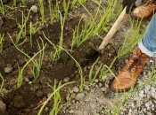 Дізнайтеся, які сусіди по грядці повинні бути у цибулі