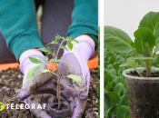 Висаджування розсади