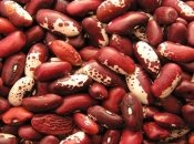 "Довгограюча" квасоля