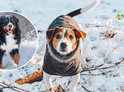 Собаки взимку
