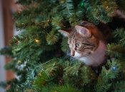 Хвоя не пожелтеет и не облетит