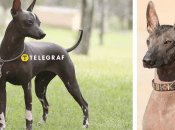 Перуанская голая собака