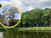 Ботанический заказник "Воротнев"