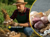 Чеснок нуждается в правильном хранении