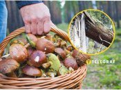 Этот гриб растет на отмершей древесине