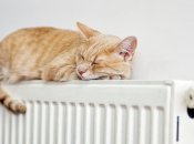 Кіт на батареї