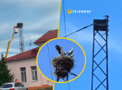 Гніздо стало візитівкою міста