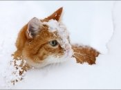 Котик радуется первому снегу