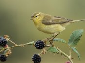 Как прогнать птиц из кустов или деревьев