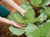 Урожай усіх вразить