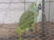 В Бразилии во время полицейского рейда против наркоторговцев задержан попугай