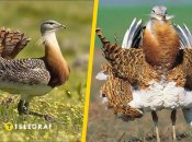 Дрохва євразійська