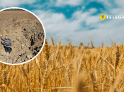 Пшениця в Україні