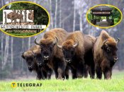 Зубры в Беловежской пуще