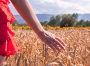 Яке сьогодні свято — День святої Феодосії Колосяниці