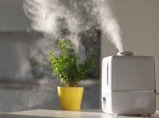 Увлажненный воздух – комфортные условия обитания