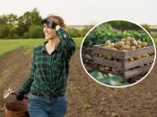 Как увеличить урожай картофеля при посадке