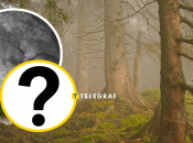 Єнотовидні собаки потрапили до об’єктиву