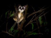 Сенегальский галаго в природе