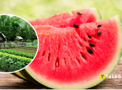 Як виростити смачний кавун