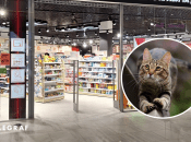 Кот в магазине