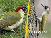 Дятел зеленый