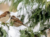 Погода в Украине